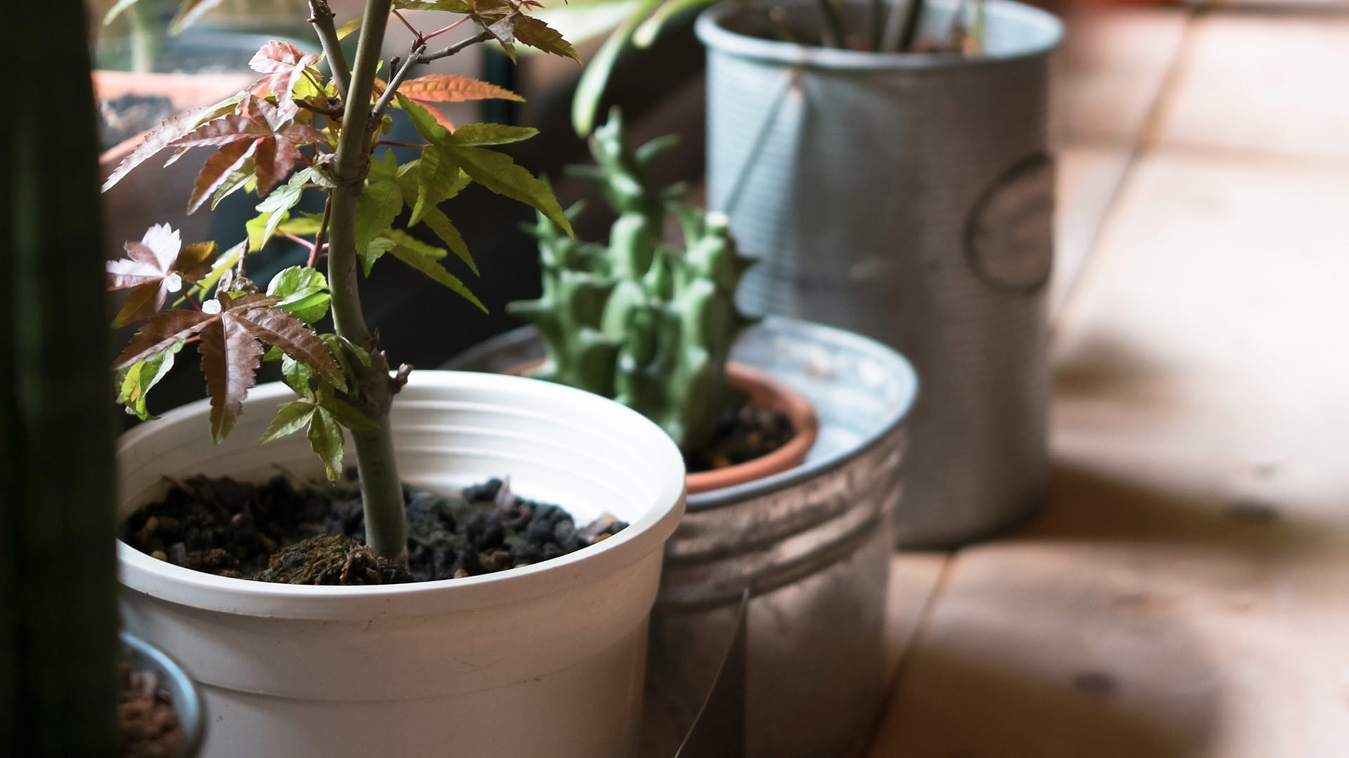 Article, Why you need more plants in your life